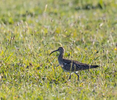 Farklı kategorilerdeki kuşları gözlemlemek için sahile bir yaz günü gezisi.! 