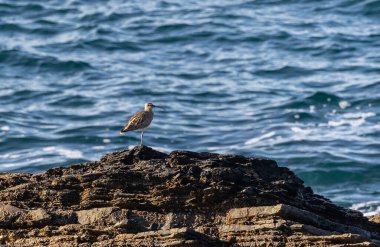 Farklı kategorilerdeki kuşları gözlemlemek için sahile bir yaz günü gezisi.! 
