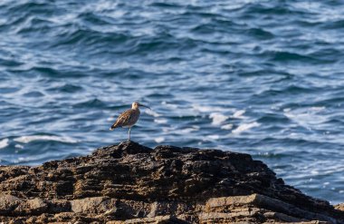 Farklı kategorilerdeki kuşları gözlemlemek için sahile bir yaz günü gezisi.! 