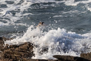 Farklı kategorilerdeki kuşları gözlemlemek için sahile bir yaz günü gezisi.! 