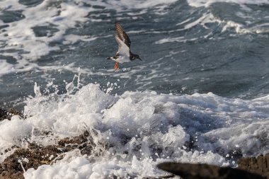 Farklı kategorilerdeki kuşları gözlemlemek için sahile bir yaz günü gezisi.! 