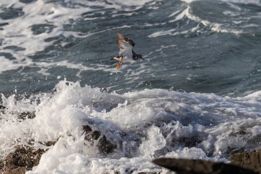 Farklı kategorilerdeki kuşları gözlemlemek için sahile bir yaz günü gezisi.! 