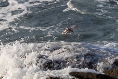 Farklı kategorilerdeki kuşları gözlemlemek için sahile bir yaz günü gezisi.! 