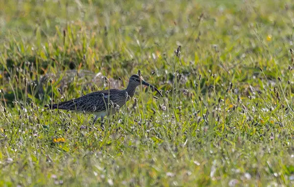 Farklı kategorilerdeki kuşları gözlemlemek için sahile bir yaz günü gezisi.! 