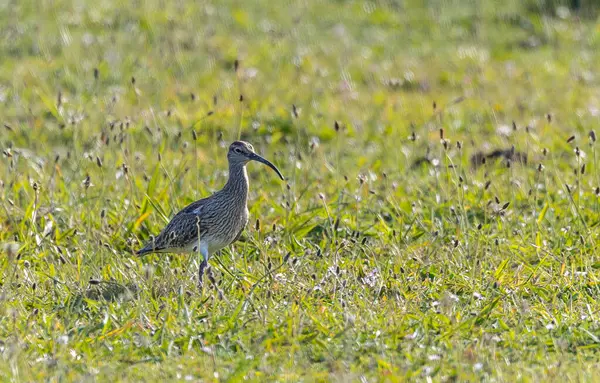 Farklı kategorilerdeki kuşları gözlemlemek için sahile bir yaz günü gezisi.! 