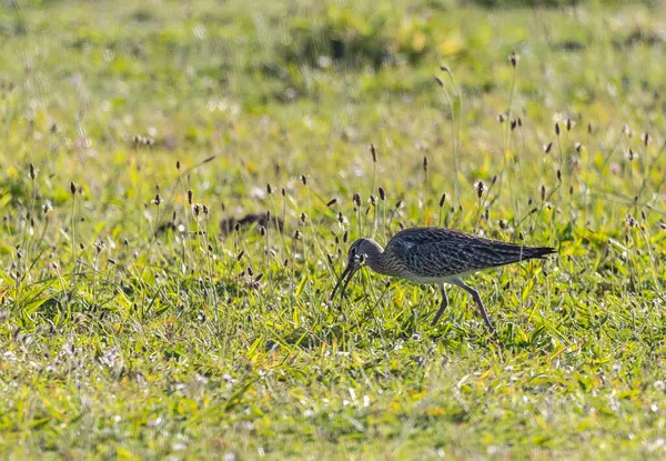 Farklı kategorilerdeki kuşları gözlemlemek için sahile bir yaz günü gezisi.! 