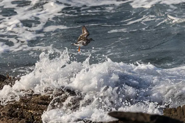 Farklı kategorilerdeki kuşları gözlemlemek için sahile bir yaz günü gezisi.! 