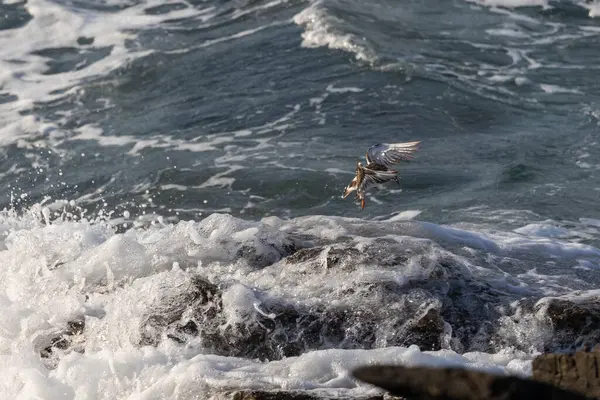 Farklı kategorilerdeki kuşları gözlemlemek için sahile bir yaz günü gezisi.! 