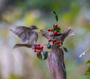 Serçeler sert kışta yemek için kavga ederler.! 