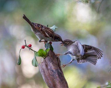 Kışın, yemek üzerine tartışmalar serçeler gibi kuşlar için mükemmel duruşlar sunar.. 