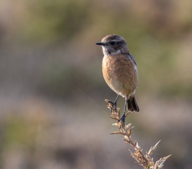 Cantabrian Denizi 'nin yanındaki doğada bir yürüyüş.! 
