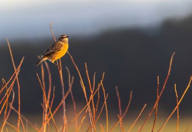 Cantabrian Denizi 'nin yanındaki doğada bir yürüyüş.! 