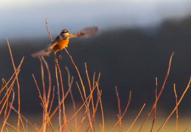 Cantabrian Denizi 'nin yanındaki doğada bir yürüyüş.! 