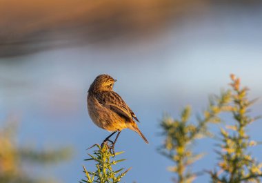 Cantabrian Denizi 'nin yanındaki doğada bir yürüyüş.! 