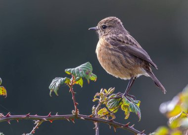 Stonechats, very curious birds on a spring day! 