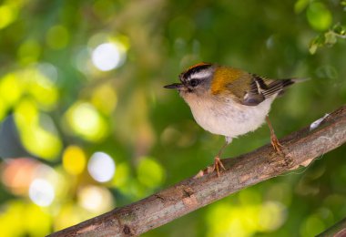 Avrupa avifauna 'nın en küçük kuşlarından biri olan ateşkes. İlk bakışta, genelde tombul bir kuş gibi görünür, yeşilimsi renkleri ve karakteristik çizgili desenli bir kafası vardır.. 