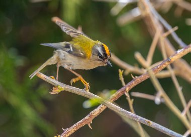 Avrupa avifauna 'nın en küçük kuşlarından biri olan ateşkes. İlk bakışta, genelde tombul bir kuş gibi görünür, yeşilimsi renkleri ve karakteristik çizgili desenli bir kafası vardır.. 