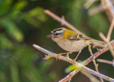 Avrupa avifauna 'nın en küçük kuşlarından biri olan ateşkes. İlk bakışta, genelde tombul bir kuş gibi görünür, yeşilimsi renkleri ve karakteristik çizgili desenli bir kafası vardır.. 