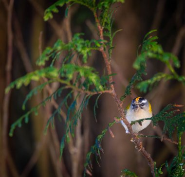 Avrupa avifauna 'nın en küçük kuşlarından biri olan ateşkes. İlk bakışta, genelde tombul bir kuş gibi görünür, yeşilimsi renkleri ve karakteristik çizgili desenli bir kafası vardır.. 