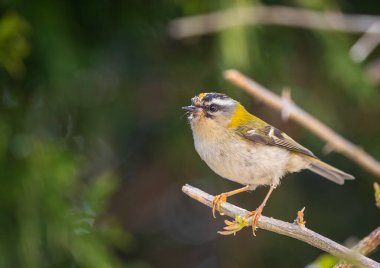 Avrupa avifauna 'nın en küçük kuşlarından biri olan ateşkes. İlk bakışta, genelde tombul bir kuş gibi görünür, yeşilimsi renkleri ve karakteristik çizgili desenli bir kafası vardır.. 