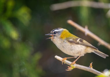 Avrupa avifauna 'nın en küçük kuşlarından biri olan ateşkes. İlk bakışta, genelde tombul bir kuş gibi görünür, yeşilimsi renkleri ve karakteristik çizgili desenli bir kafası vardır.. 