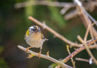 Avrupa avifauna 'nın en küçük kuşlarından biri olan ateşkes. İlk bakışta, genelde tombul bir kuş gibi görünür, yeşilimsi renkleri ve karakteristik çizgili desenli bir kafası vardır.. 
