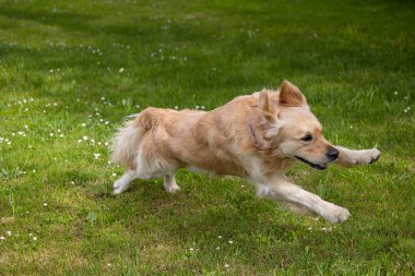 Golden Retriever 'ım bahar günü çok mutlu.! 
