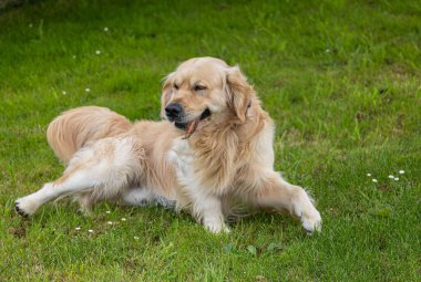 Golden Retriever 'ım bahar günü çok mutlu.! 