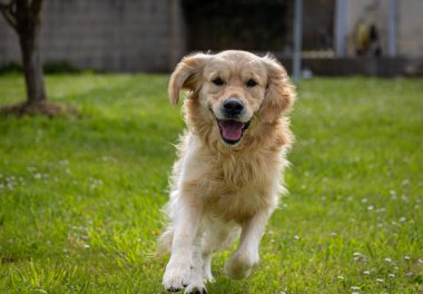 Golden Retriever 'ım bahar günü çok mutlu.! 