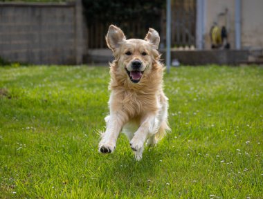 Golden Retriever 'ım bahar günü çok mutlu.! 