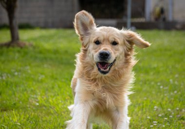 Golden Retriever 'ım bahar günü çok mutlu.! 