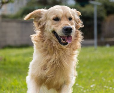 Golden Retriever 'ım bahar günü çok mutlu.! 