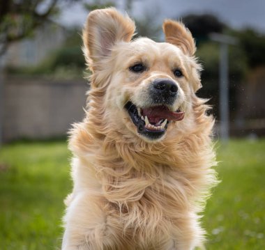 Golden Retriever 'ım bahar günü çok mutlu.! 