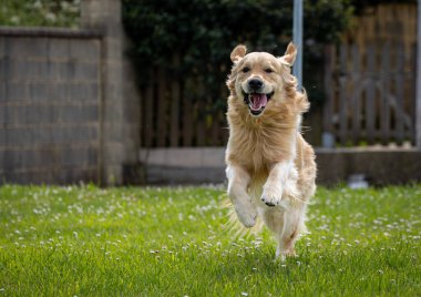 Golden Retriever 'ım bahar günü çok mutlu.! 