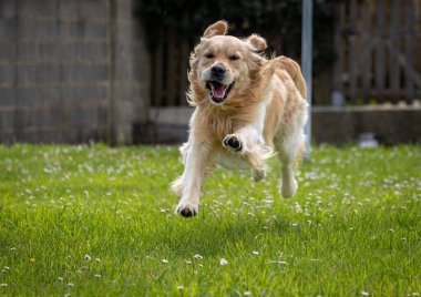 Golden Retriever 'ım bahar günü çok mutlu.! 