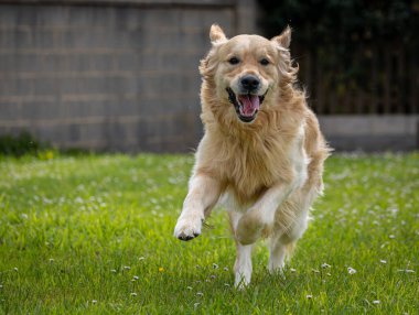 Golden Retriever 'ım bahar günü çok mutlu.! 