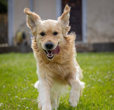 Golden Retriever 'ım bahar günü çok mutlu.! 