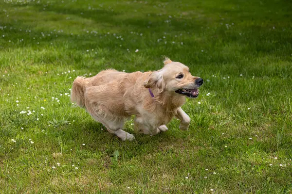 Golden Retriever 'ım bahar günü çok mutlu.! 