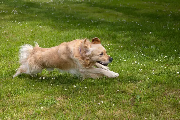 Golden Retriever 'ım bahar günü çok mutlu.! 