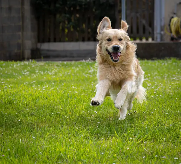 Golden Retriever 'ım bahar günü çok mutlu.! 