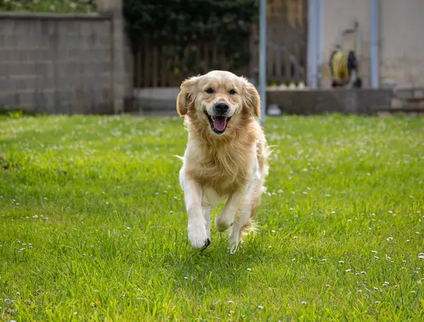 Golden Retriever 'ım bahar günü çok mutlu.! 