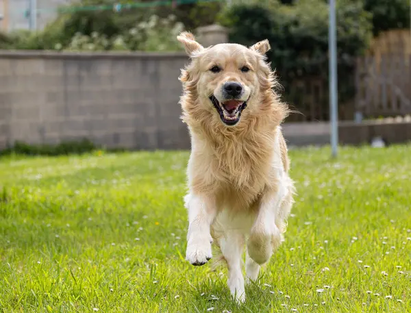 Golden Retriever 'ım bahar günü çok mutlu.! 