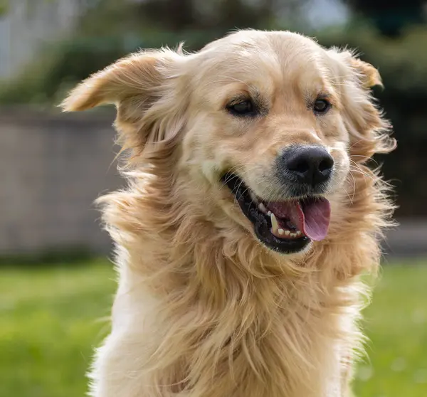 Golden Retriever 'ım bahar günü çok mutlu.! 