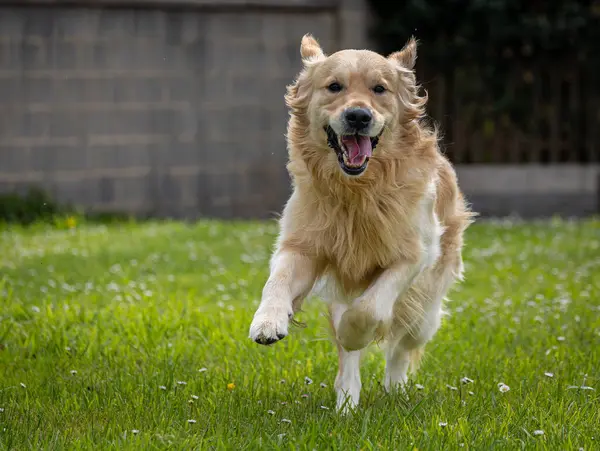 Golden Retriever 'ım bahar günü çok mutlu.! 