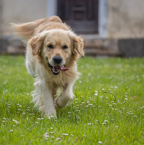Golden Retriever 'ım bahar günü çok mutlu.! 