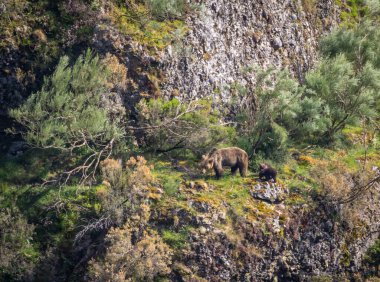 Kahverengi ayıyı ilk kez görüyoruz. Özellikle de bu yıl yavruları olan dişi bir ayıyı.! 