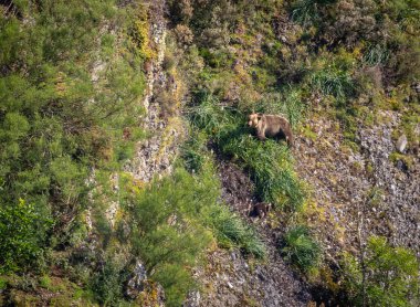 Kahverengi ayıyı ilk kez görüyoruz. Özellikle de bu yıl yavruları olan dişi bir ayıyı.! 