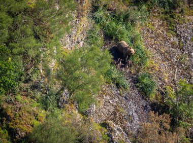 Kahverengi ayıyı ilk kez görüyoruz. Özellikle de bu yıl yavruları olan dişi bir ayıyı.! 