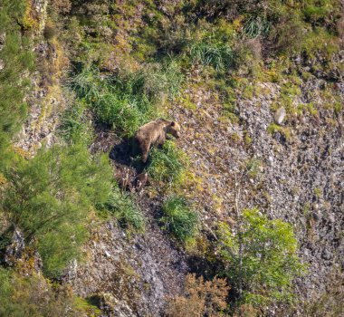 Kahverengi ayıyı ilk kez görüyoruz. Özellikle de bu yıl yavruları olan dişi bir ayıyı.! 