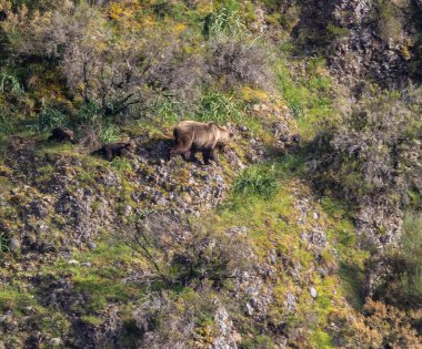 Kahverengi ayıyı ilk kez görüyoruz. Özellikle de bu yıl yavruları olan dişi bir ayıyı.! 
